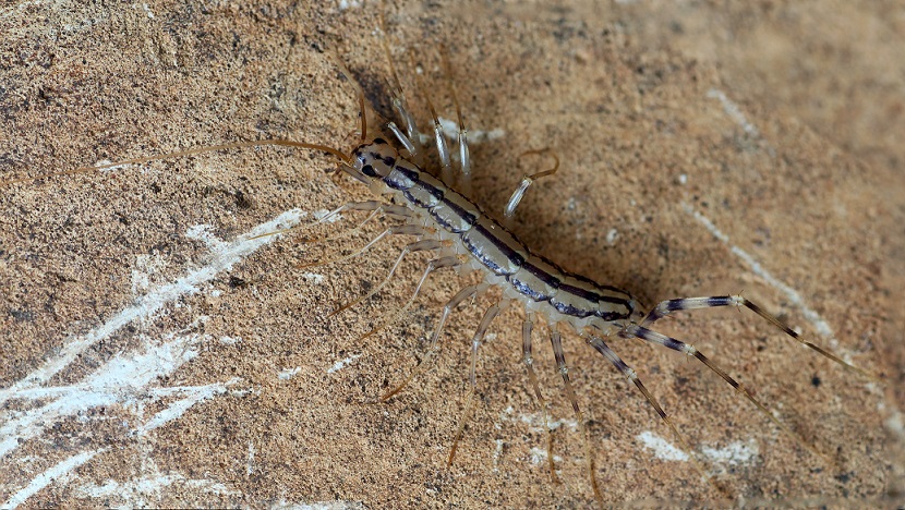 Scutigera sp.?  S !